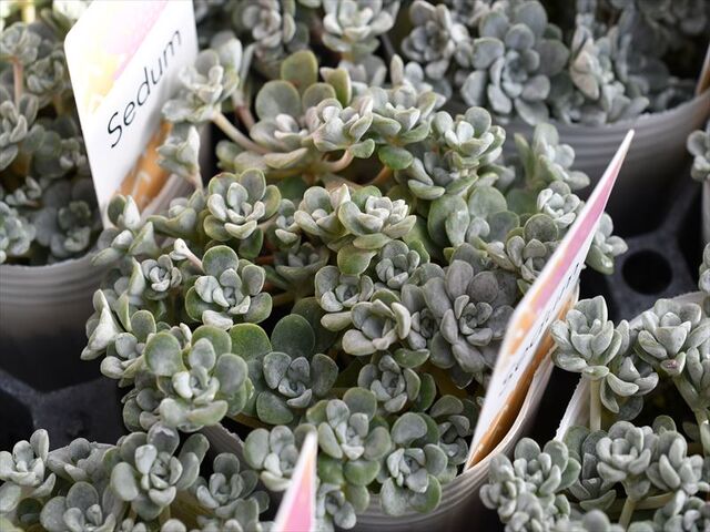 トスカーナ＆入荷多肉植物 | 園芸屋たなかのブログ