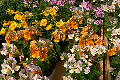 20110224P1200617