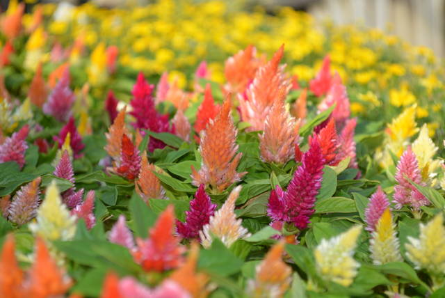 セロシア ケロス ファイア ちょこっと入荷 ありがとう 多肉屋 たなか