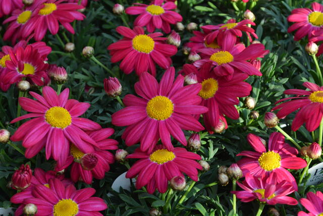 マーガレット 入荷植物 多肉屋 たなか