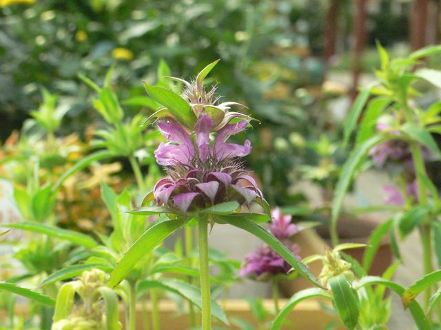トルコキキョウ 多年草 数品種入荷 園芸屋 たなか