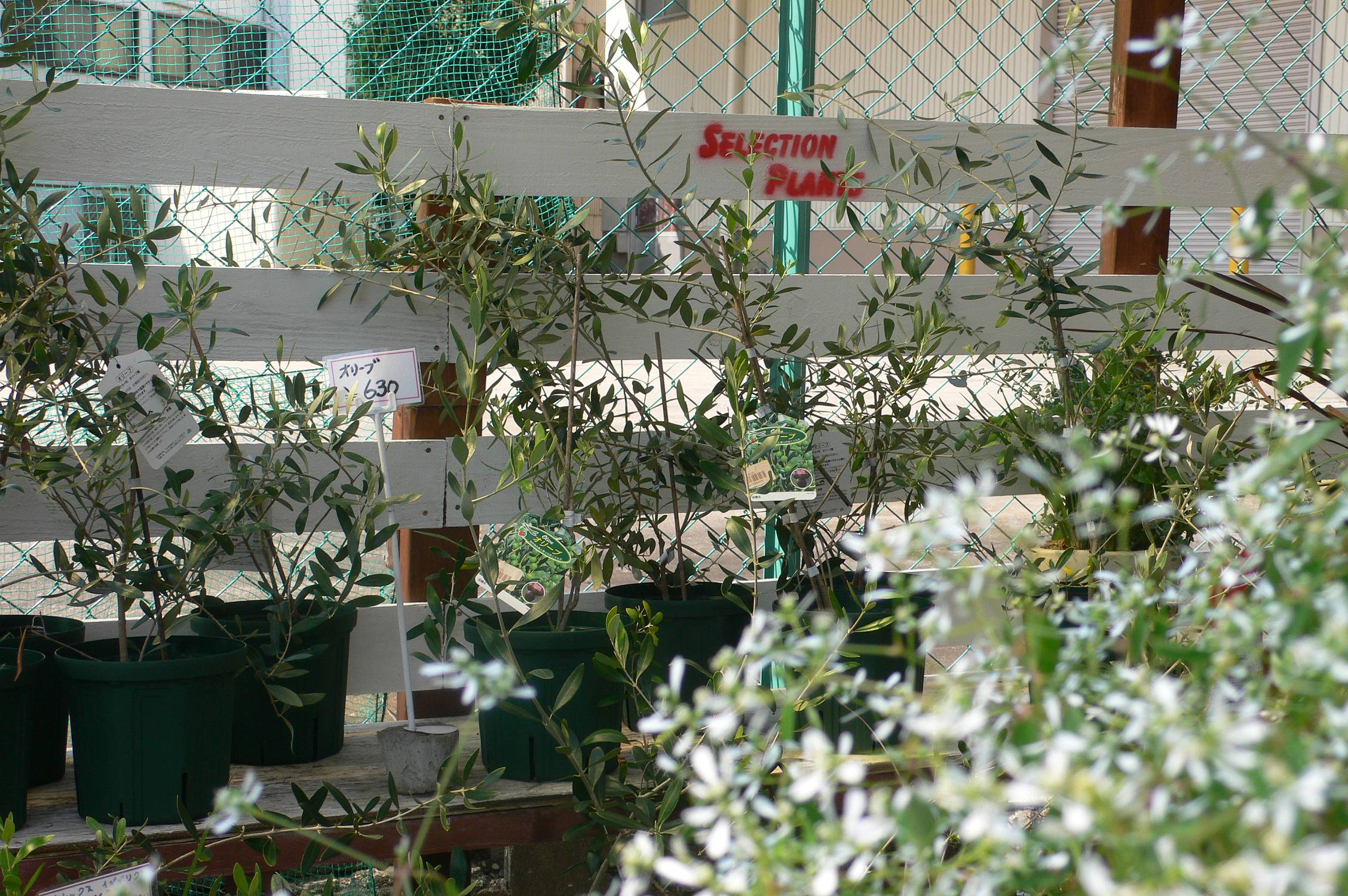 ノボタン コートダジュール 多肉屋 たなか