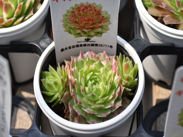 センペル ギャラクシースター | 園芸屋たなかのブログ