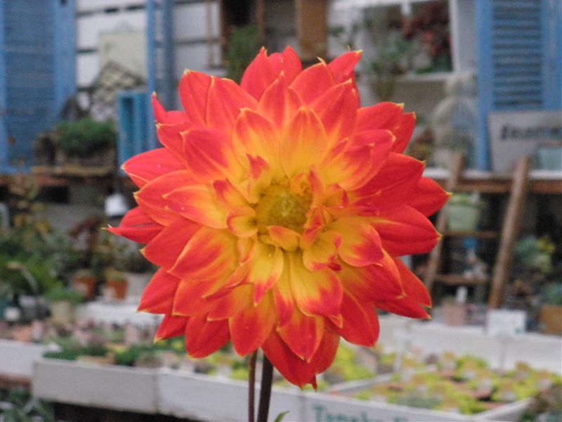 ダリア 太陽の花火 リースと寄せ植えレッスン 園芸屋 たなか