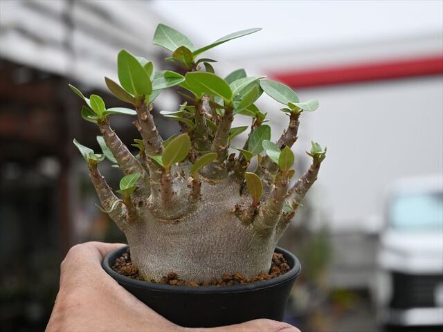 ブラックゴジラ＆入荷植物 | 園芸屋たなかのブログ