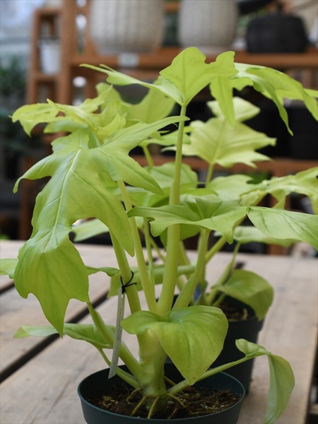 フィロデンドロン ワースウィッシー フラバム&入荷植物 | 園芸 フィロデンドロン ワースウィッシー フラバム&入荷植物 | 園芸