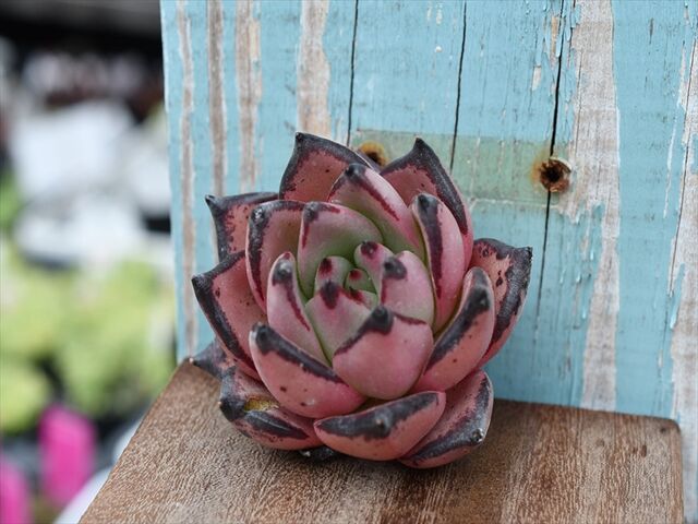 変革のパワーを授ける・願望成就 新入荷 ブラッドロメオ 多肉植物 韓国