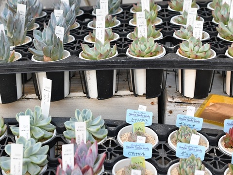 多肉屋 たなか : 入荷植物