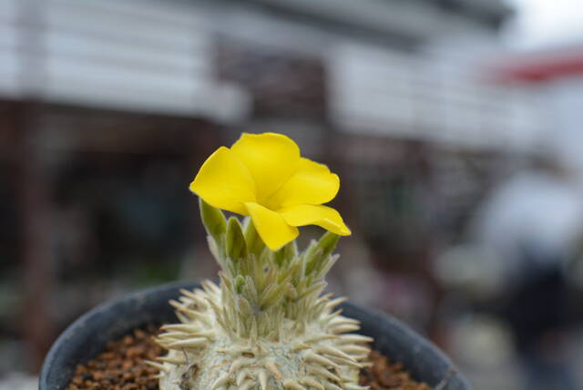 恵比寿笑い 今日もbaseで 園芸屋たなかのブログ
