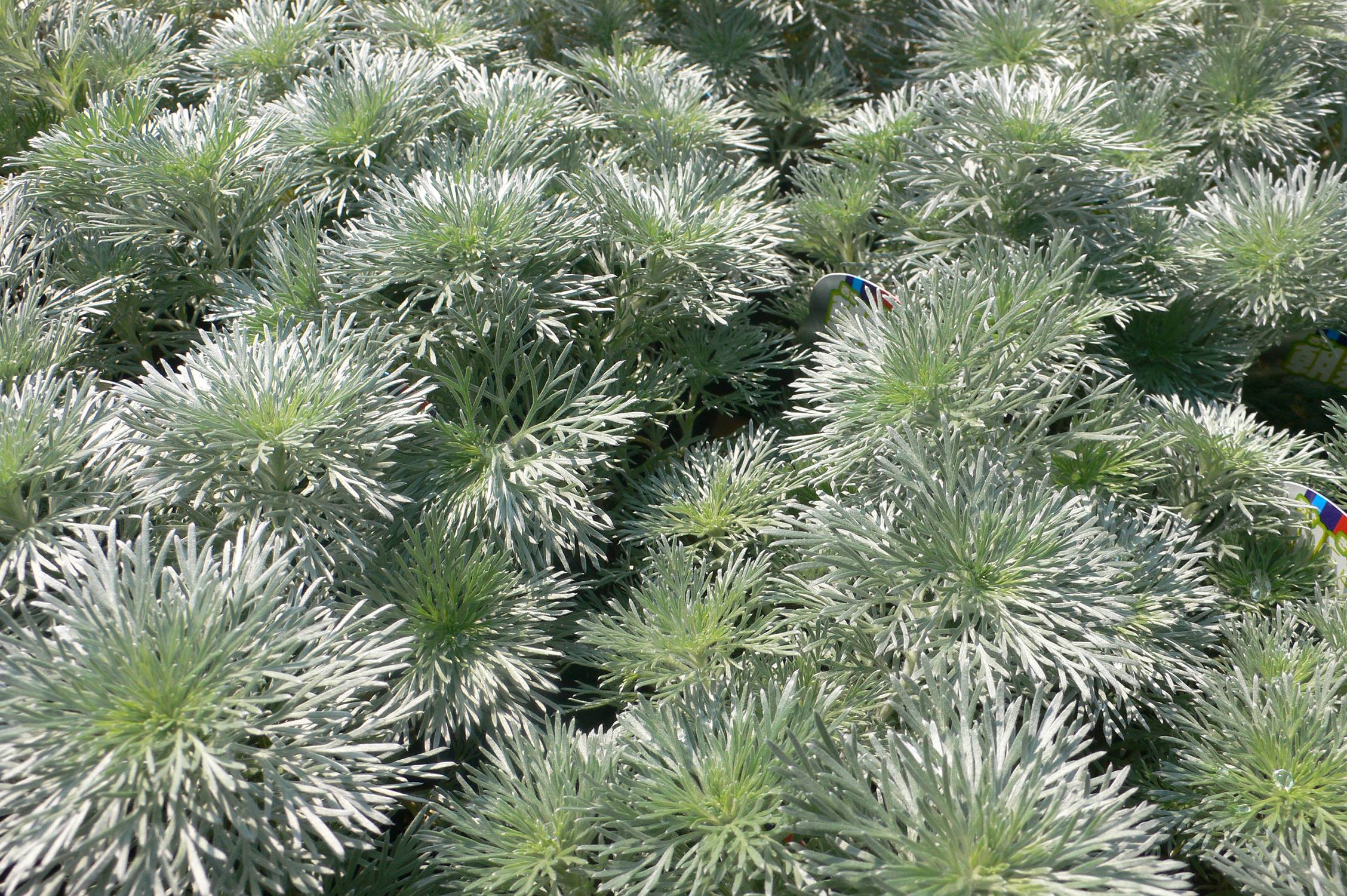 ノボタン コートダジュール 多肉屋 たなか