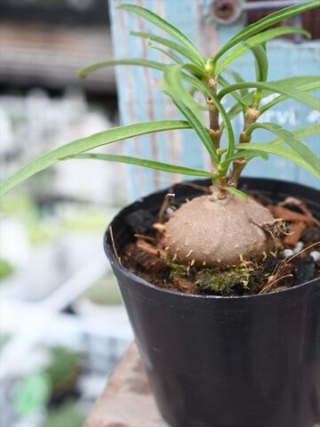 アリ植物 挿し木作業 多肉屋 たなか