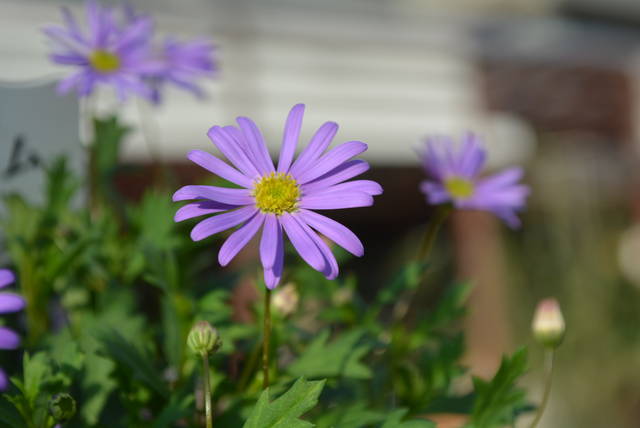DSC_3005