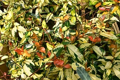 20090801P1170776