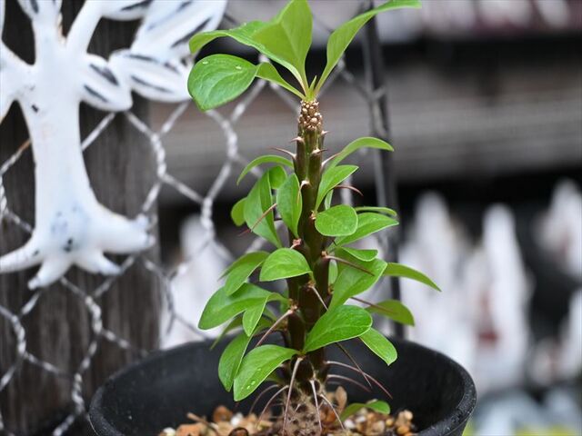 フォークイエリア&入荷植物 | 園芸屋たなかのブログ フォークイエリア&入荷植物 | 園芸屋たなかのブログ