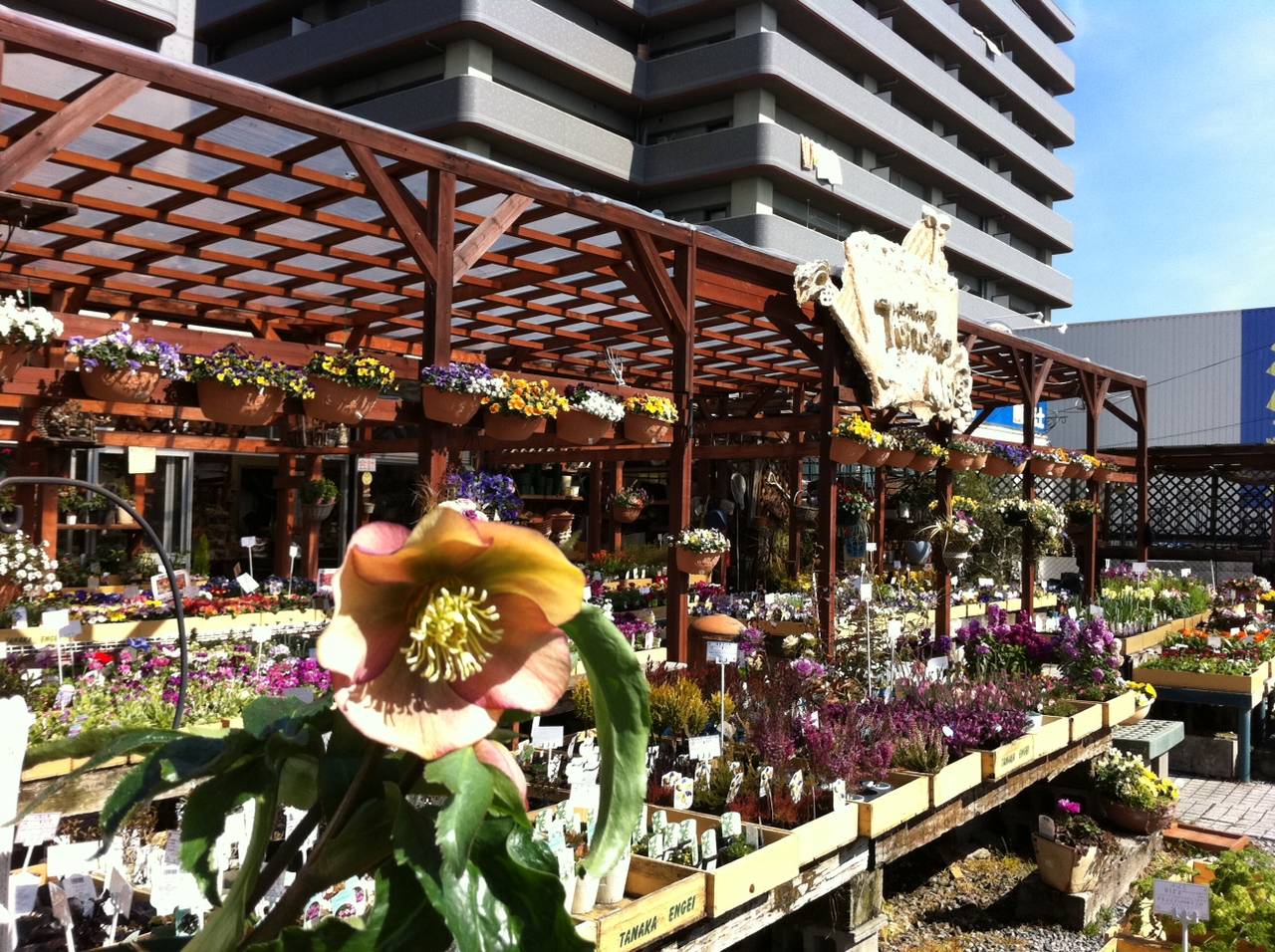 クリスマスローズ アプリコット ミヨシ 園芸屋 たなか