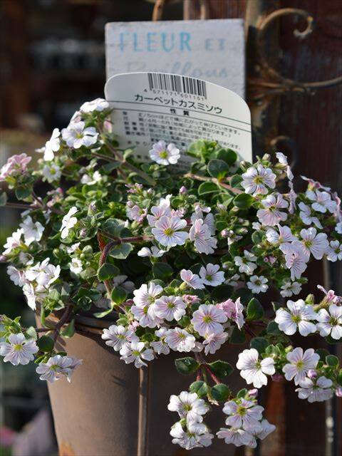 カーペットカスミソウ Iphone故障中 園芸屋 たなか