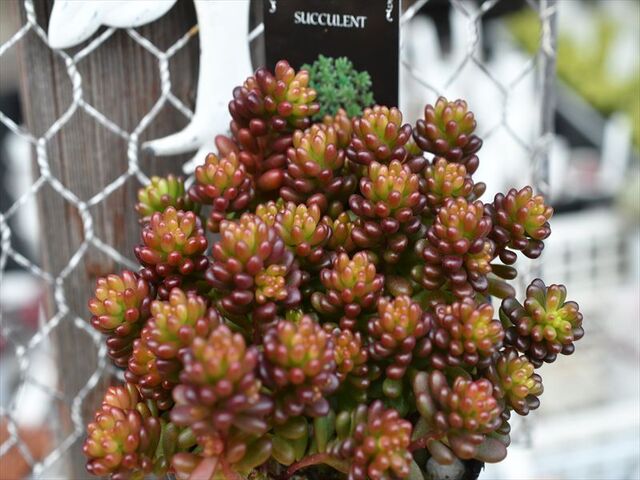 多肉植物♥゛レッドベリー 抜き苗 多肉植物 ♥゛レッドベリー 抜き苗