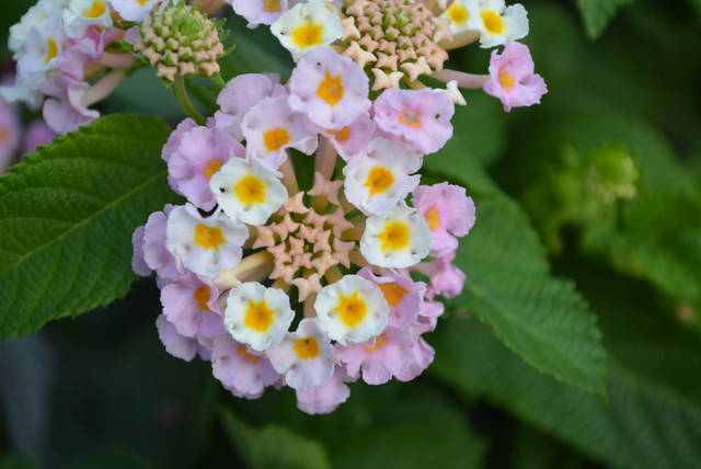 ランタナ ライトピンク 入荷植物 園芸屋 たなか ランタナ ライトピンク 入荷植物 園芸屋 たなか