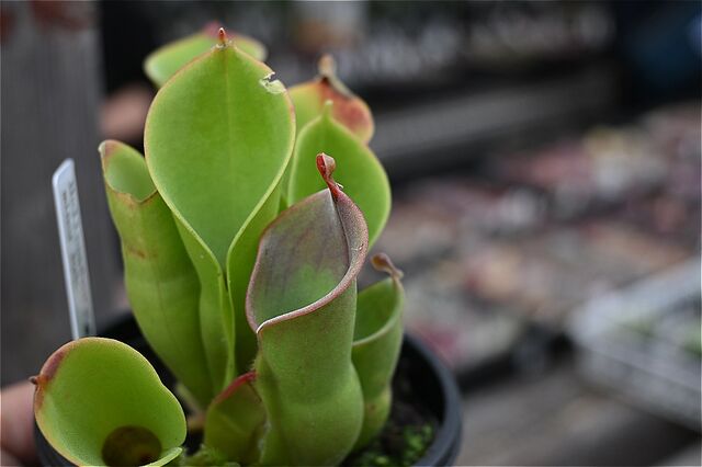 ヘリアンフォラ・ミノールhyb＆入荷植物 | 園芸屋たなかのブログ