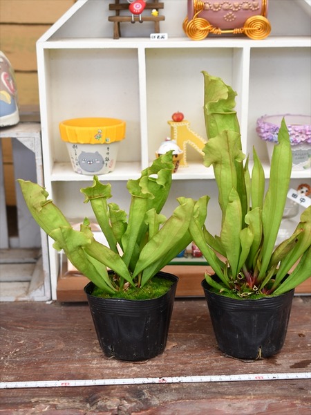 入荷植物 園芸屋 たなか