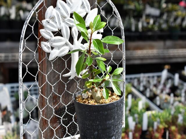 フォークイエリア＆入荷植物 | 園芸屋たなかのブログ