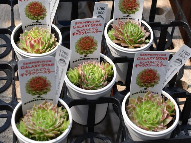 センペル ギャラクシースター | 園芸屋たなかのブログ