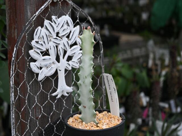 ホワイトゴースト＆いろいろと作業が・・・ | 園芸屋たなかのブログ