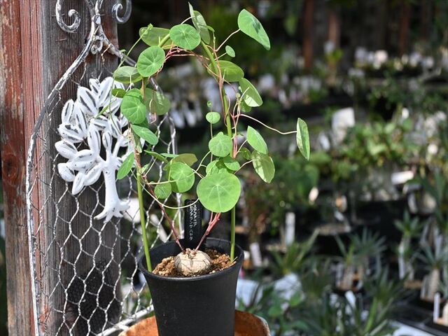 ステファニア＆入荷植物 | 園芸屋たなかのブログ