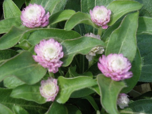 センニチコウ ラスベガス 園芸屋 たなか