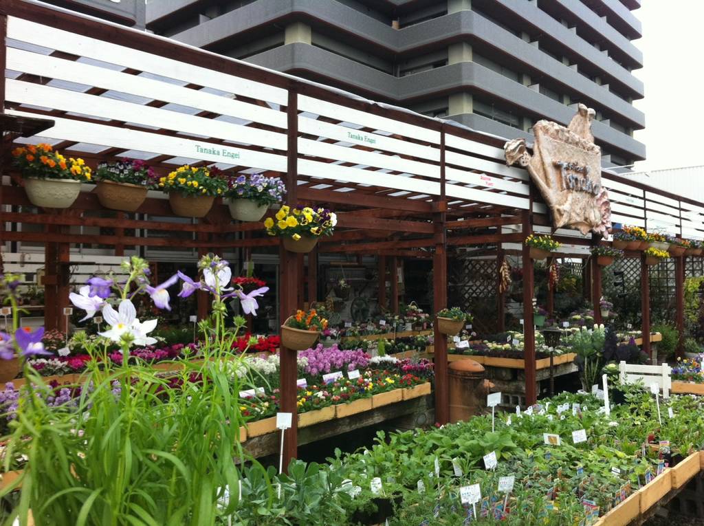 リナリア グッピー 園芸屋 たなか リナリア グッピー 園芸屋 たなか