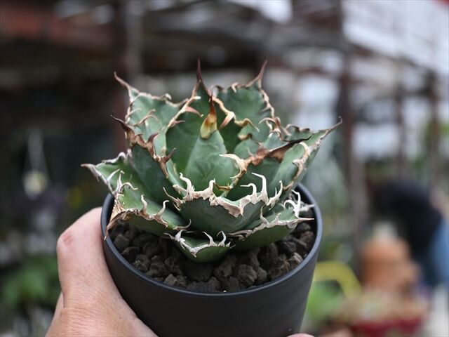 アガベ　シーザー　＆　実生オテロイ　セット アガベ シーザー ＆ 実生オテロイ セット アガベシーザー | STORES