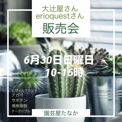 ギムノカリキウム&置き場所が | 園芸屋たなかのブログ ギムノカリキウム&置き場所が | 園芸屋たなかのブログ