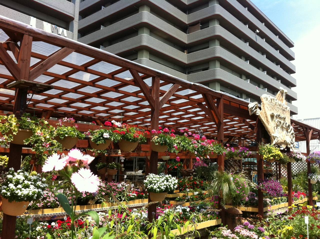なでしこ ダイアンサス テルスター 園芸屋 たなか なでしこ ダイアンサス テルスター 園芸屋 たなか