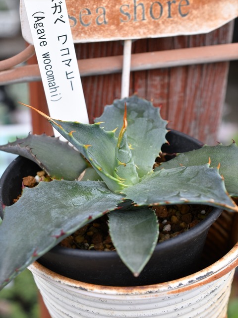 アガベ ワコマヒー＆本日の入荷植物 | 園芸屋たなかのブログ