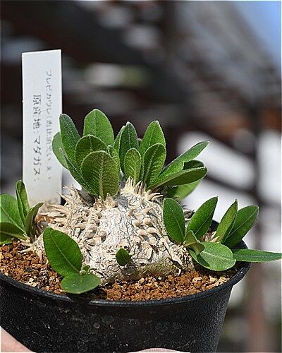 恵比寿笑い＆入荷植物＾＾ | 園芸屋たなかのブログ