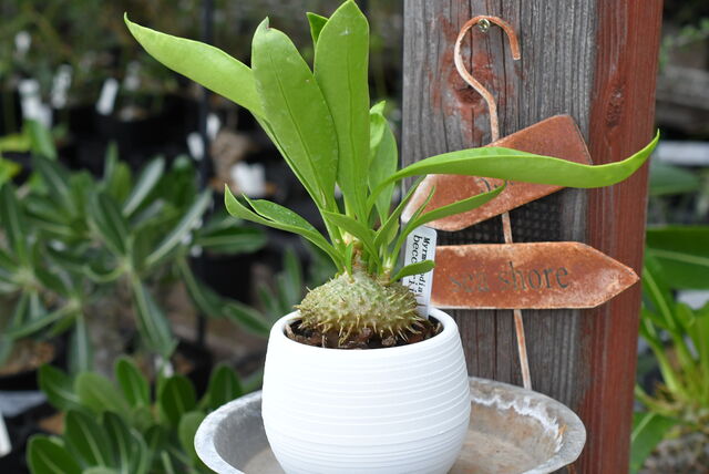 アリ植物＆今シーズン初の | 園芸屋たなかのブログ