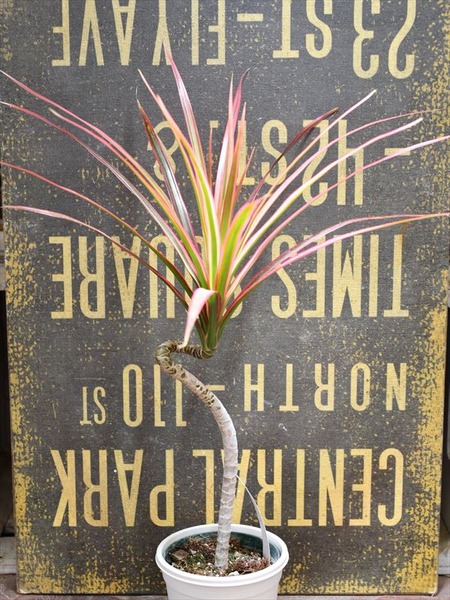 ドラセナキュンティ