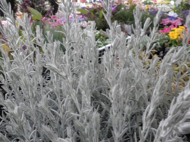 エレモフィラ ニベア 入荷植物 園芸屋 たなか