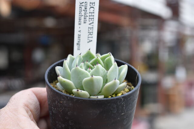 6－121、リメイク缶 リメイク鉢 リメ缶 リメ鉢 多肉植物 観葉植物  