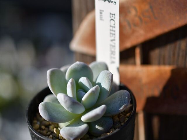 ラウイ&入荷多肉植物リスト | 園芸屋たなかのブログ
