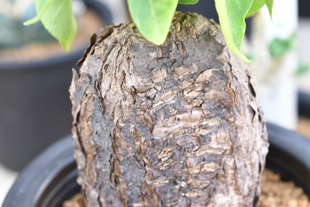 ミラビリス ジャラパ＆アガベの | 園芸屋たなかのブログ