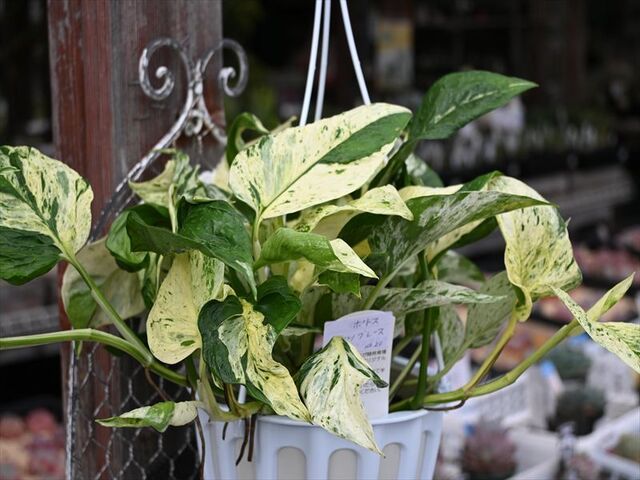 テルノ グレース＆今日も植物の入荷 | 園芸屋たなかのブログ