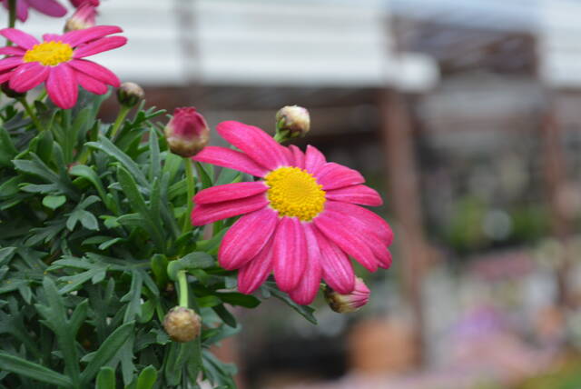 マーガレット 入荷植物 多肉屋 たなか