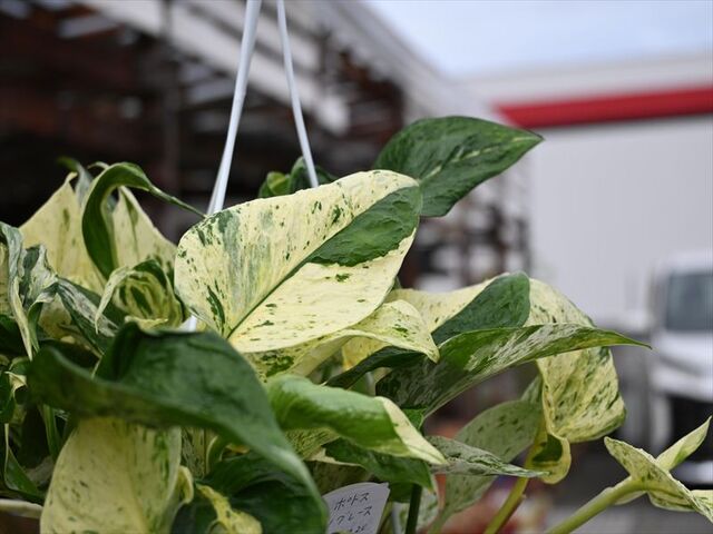☘観葉植物☘ポトス テルノグレース③（カラテア リプサリス