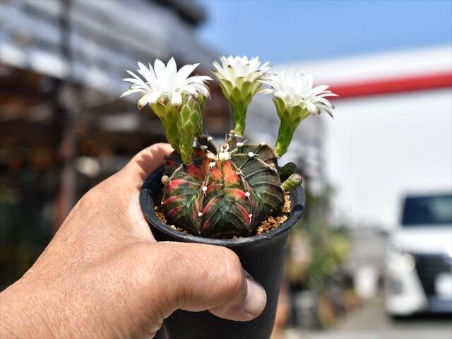 ギムノカリキウム＆置き場所が | 園芸屋たなかのブログ