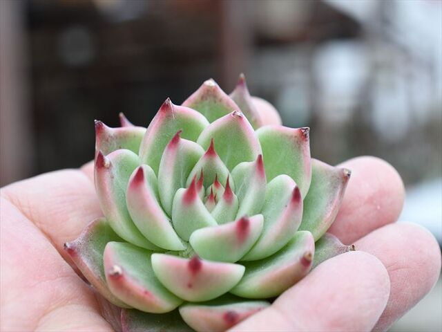 多肉植物  トスカーナ お爪に惚れ～♡ 多肉植物 トスカーナ お爪に惚れ～♡ 【公式通販】