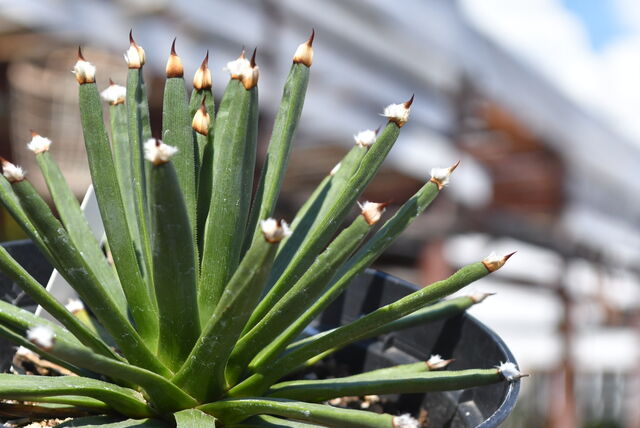 アガベ アルボピロサ アルボピロ－サ 【公式通販】