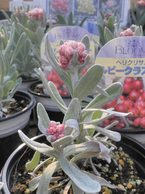 ヘリクリサム ルビークラスター こんな 看板 完成 園芸屋 たなか