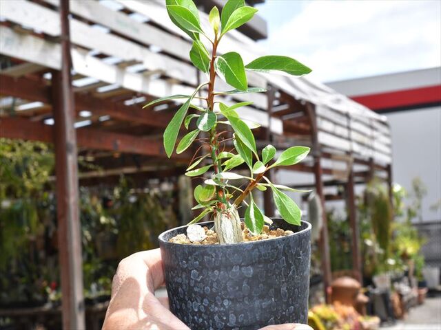 フォークイエリア＆入荷植物 | 園芸屋たなかのブログ