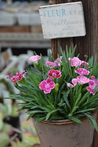 ダイアンサス ピンクキッス 本日営業中 多肉屋 たなか ダイアンサス ピンクキッス 本日営業中 多肉屋 たなか